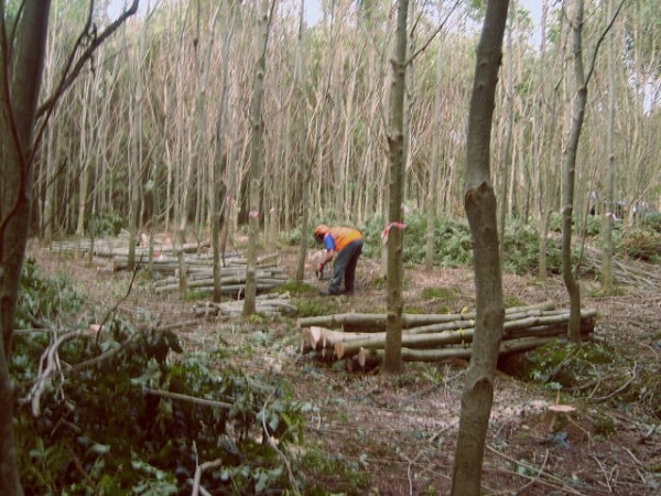 forestry thinning