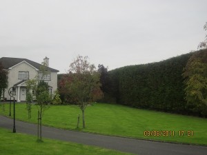 Large Hedge After