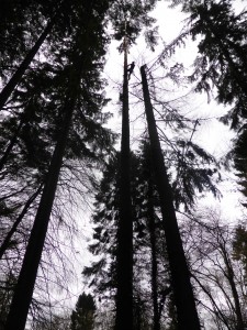 Sectioning down 130 ft conifers in Rathfarnham Dublin